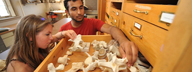anthropology students reviewing bones - zooarchaeology